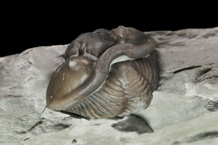 Wide Enrolled Flexicalymene Trilobite - Mt Orab, Ohio #133914